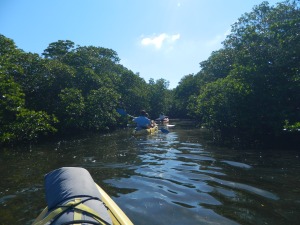 Floating through the Mangroves
