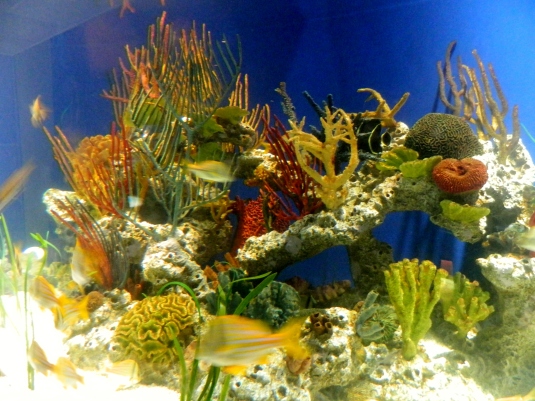 Tropical Diver Gallery Exhibit