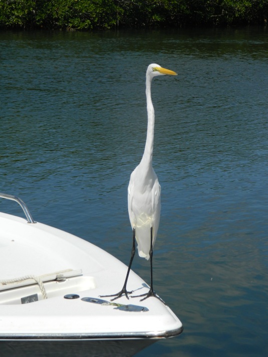 An egret