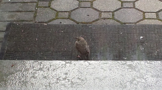 Baby Bird Knocked at My Door!